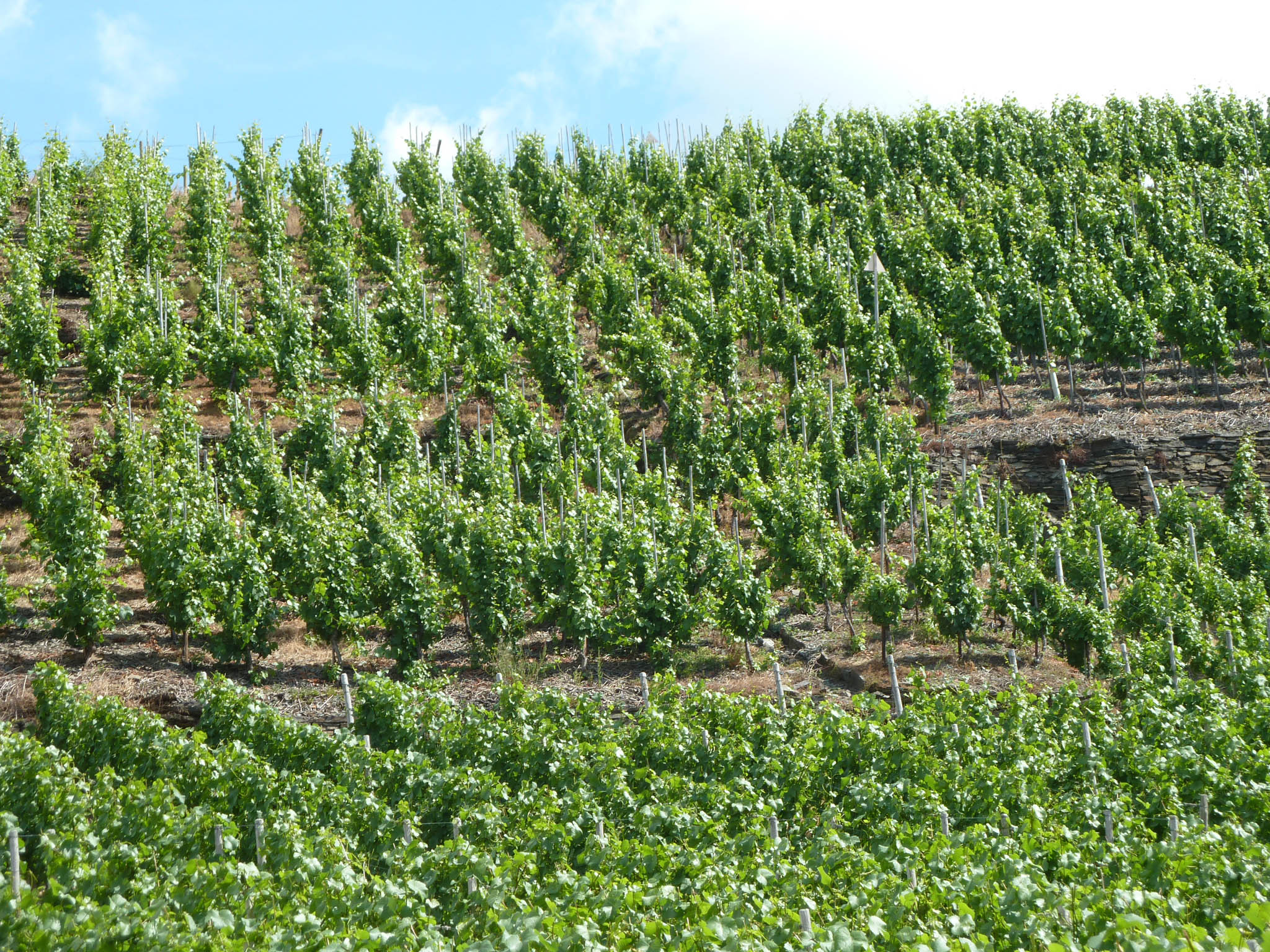 Urlaub in Mayschoß und den international bekannten Wein im Weinkeller geniessen