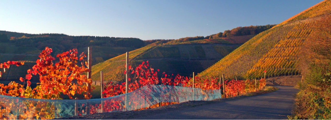 Bild zu www.ahr-rotweinwanderweg.de Urlaub in der Eifel